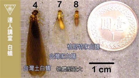 水有螞蟻|「大水蟻」盯上你家有原因 4QA專家一次解答